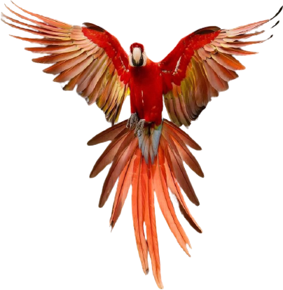Illustration with Red Parrot 